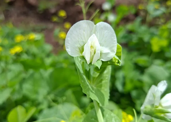 Tara Vegan - Sacred Valley Resort