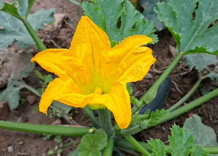Tara Vegan - Sacred Valley Urubamba