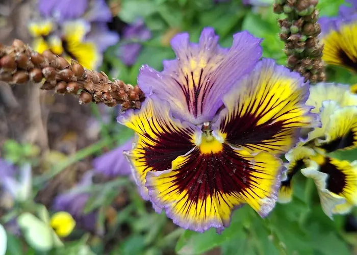Tara Vegan - Sacred Valley Resort