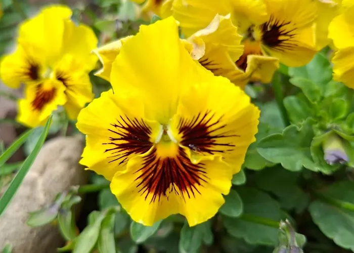 Tara Vegan - Sacred Valley *